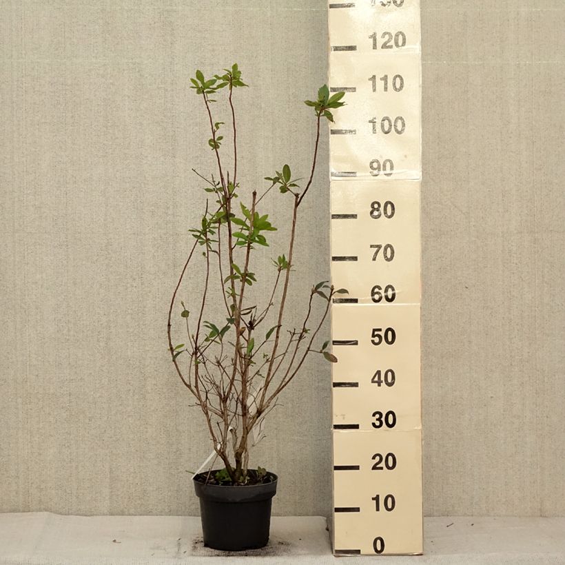 Amostra de Azálea Mollis Karminduft Vaso de 4 L/5 L tal como entregue no outono