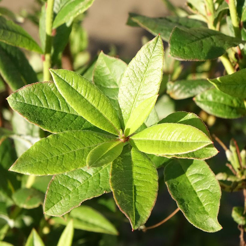 Azálea Mollis Karminduft (Folhagem)