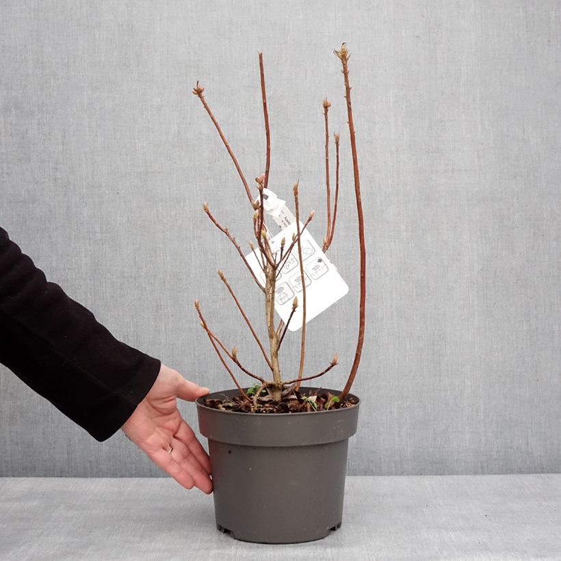 Amostra de Azálea Mollis Rosata Vaso de 4 L/5 L tal como entregue no inverno