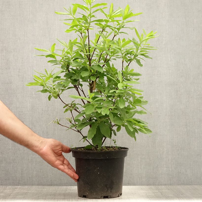 Amostra de Azálea Mollis Delicatissima Vaso de 4 L/5 L tal como entregue no verão