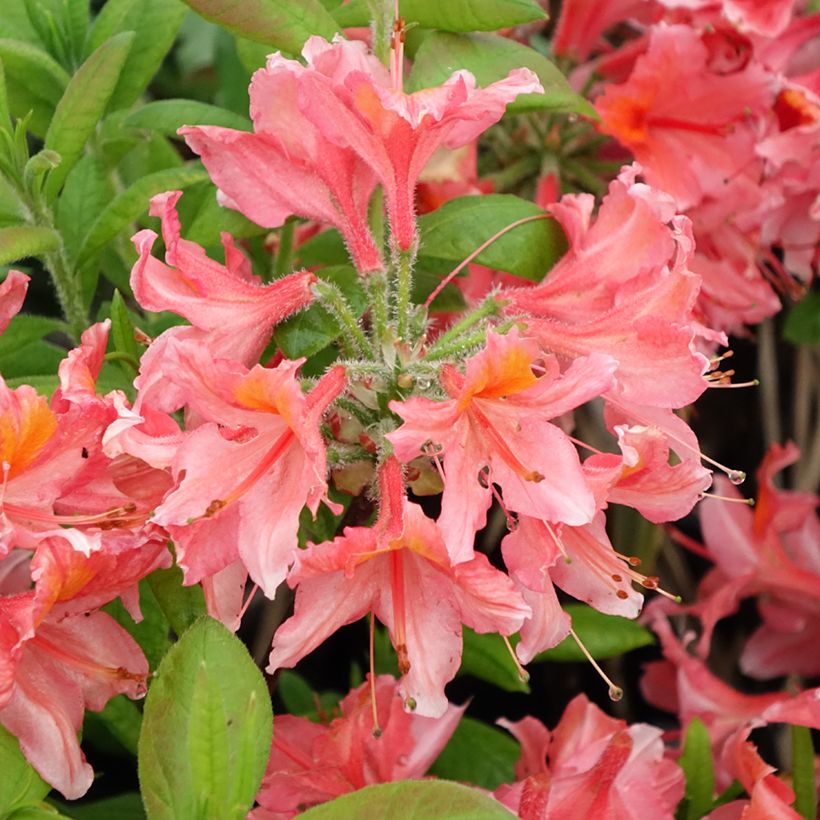 Azálea Mollis Demoiselles de Boutiguery Aurora (Floração)