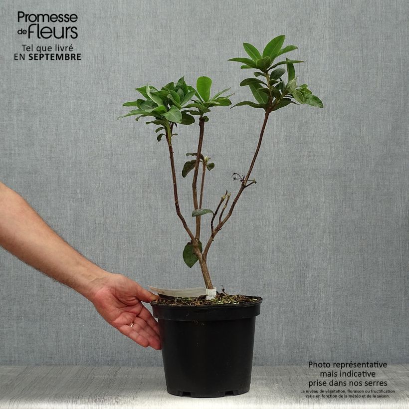 Amostra de Azálea Mollis Demoiselles de Boutiguery Aurora Vaso de 4 L/5 L tal como entregue no outono