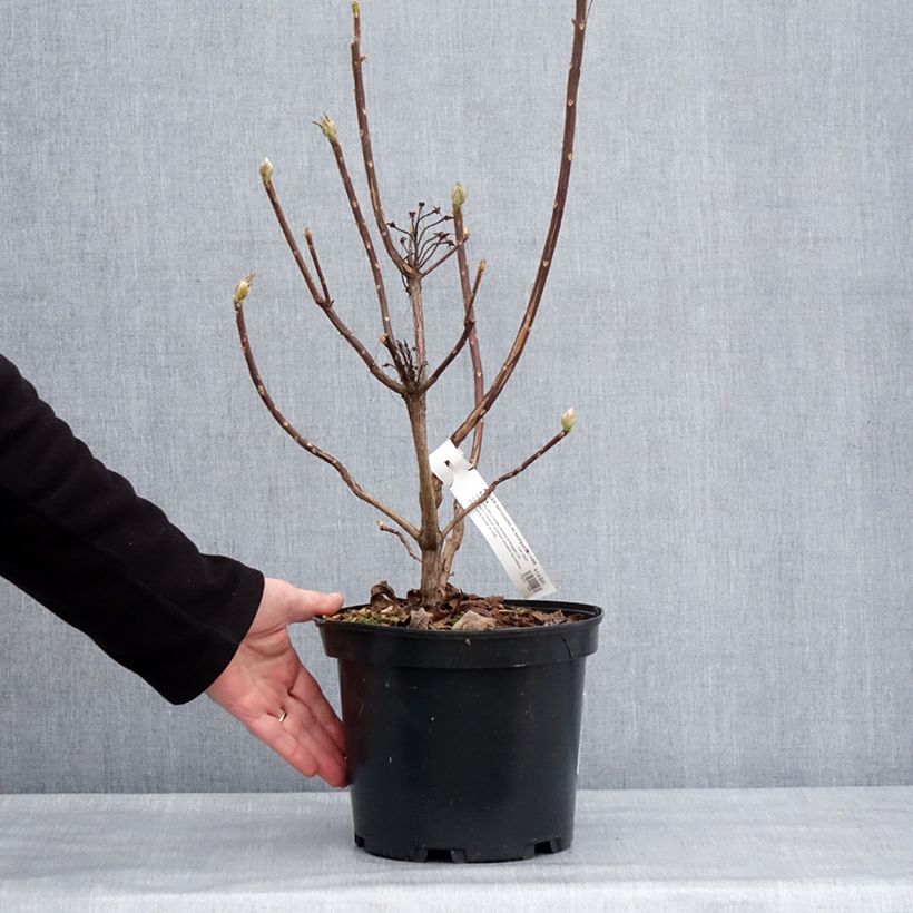 Amostra de Azalée de Chine Demoiselles de Boutiguery Aurora - Rhododendron hybride Vaso de 4 L/5 L tal como entregue no inverno