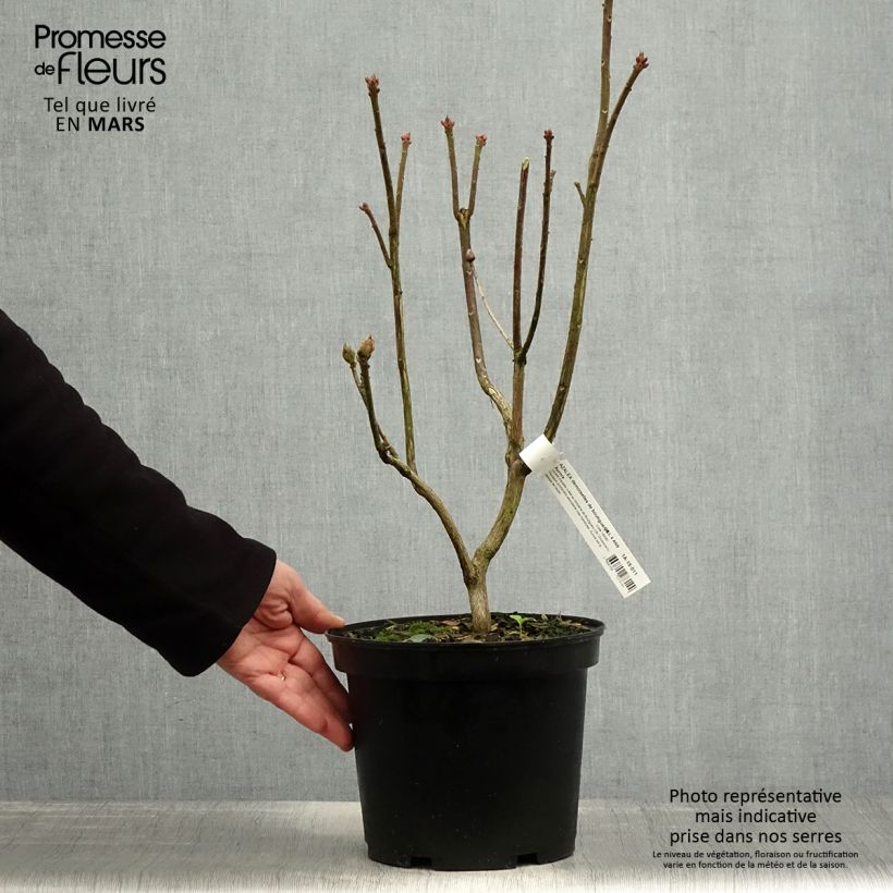 Amostra de Azálea Mollis Demoiselles de Boutiguery Aurora Vaso de 4 L/5 L tal como entregue na primavera