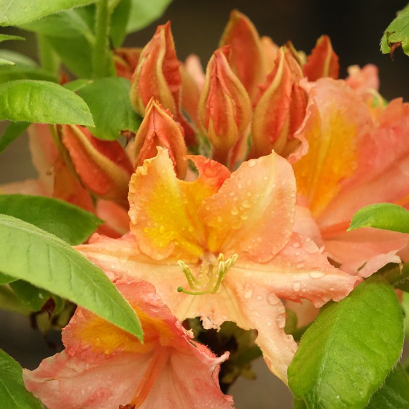 Azálea Mollis Demoiselles de Boutiguery Idylla (Floração)