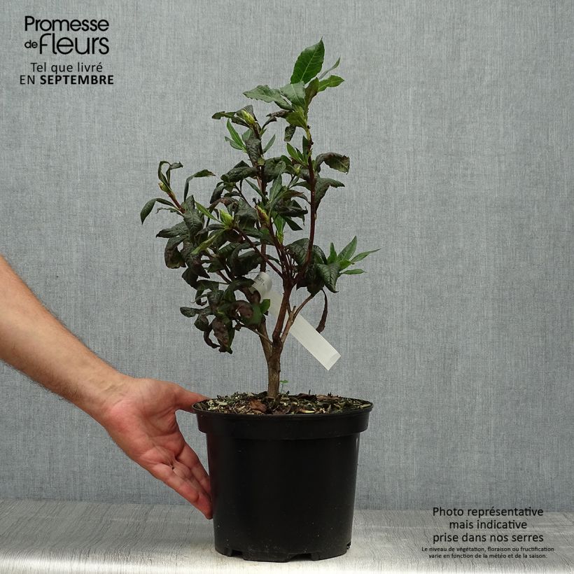 Amostra de Azálea Mollis Demoiselles de Boutiguery Idylla Vaso de 4 L/5 L tal como entregue no outono