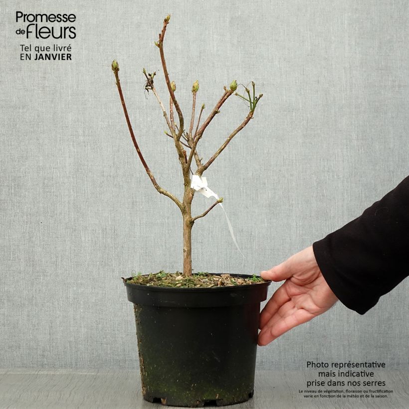 Amostra de Azálea Mollis Demoiselles de Boutiguery Idylla Vaso de 4 L/5 L tal como entregue no inverno