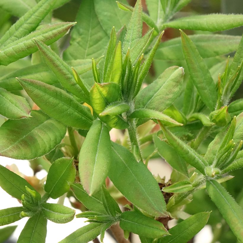 Azálea Mollis Demoiselles de Boutiguery Kassia (Folhagem)