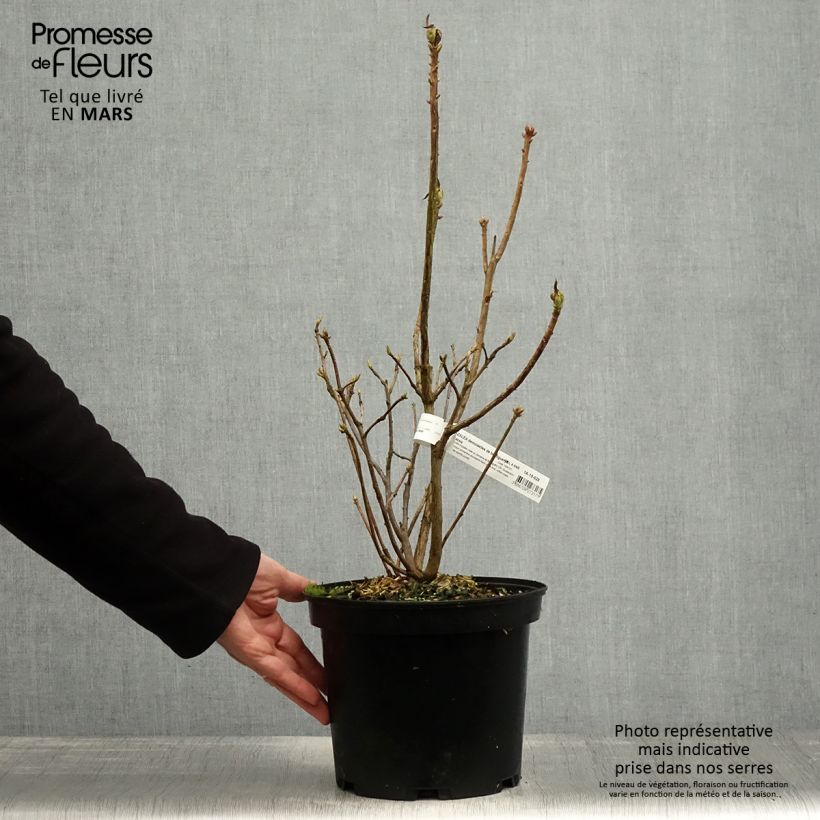 Amostra de Azálea Mollis Demoiselles de Boutiguery Kassia Vaso de 4 L/5 L tal como entregue na primavera