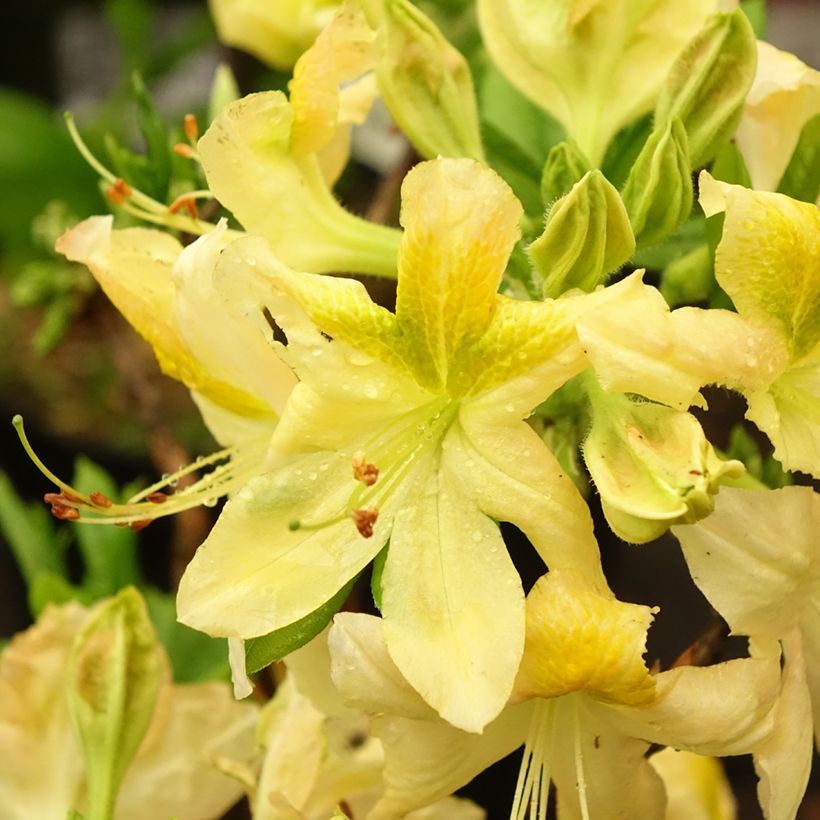 Azálea Mollis Demoiselles de Boutiguery Nella (Floração)