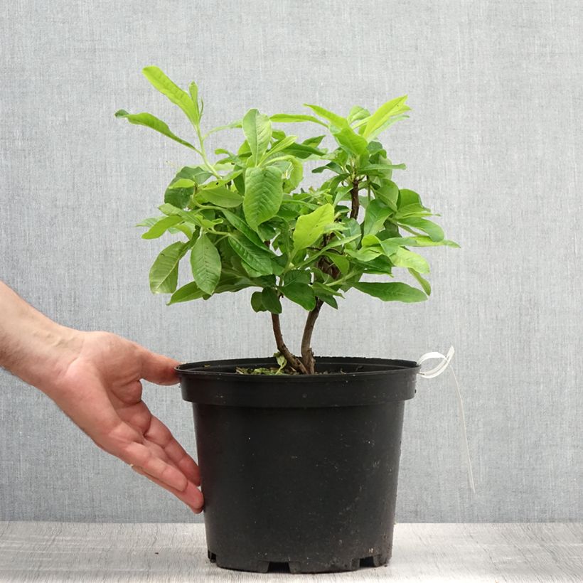 Amostra de Azálea Mollis Demoiselles de Boutiguery Nella Vaso de 4 L/5 L tal como entregue no verão