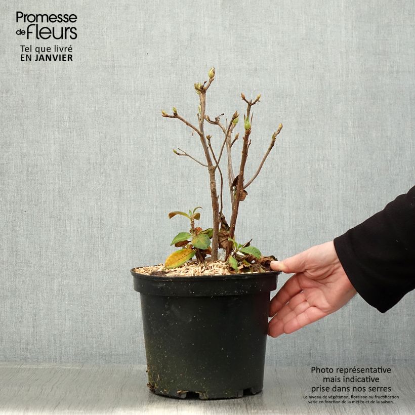 Amostra de Azálea Mollis Demoiselles de Boutiguery Nella Vaso de 4 L/5 L tal como entregue no inverno