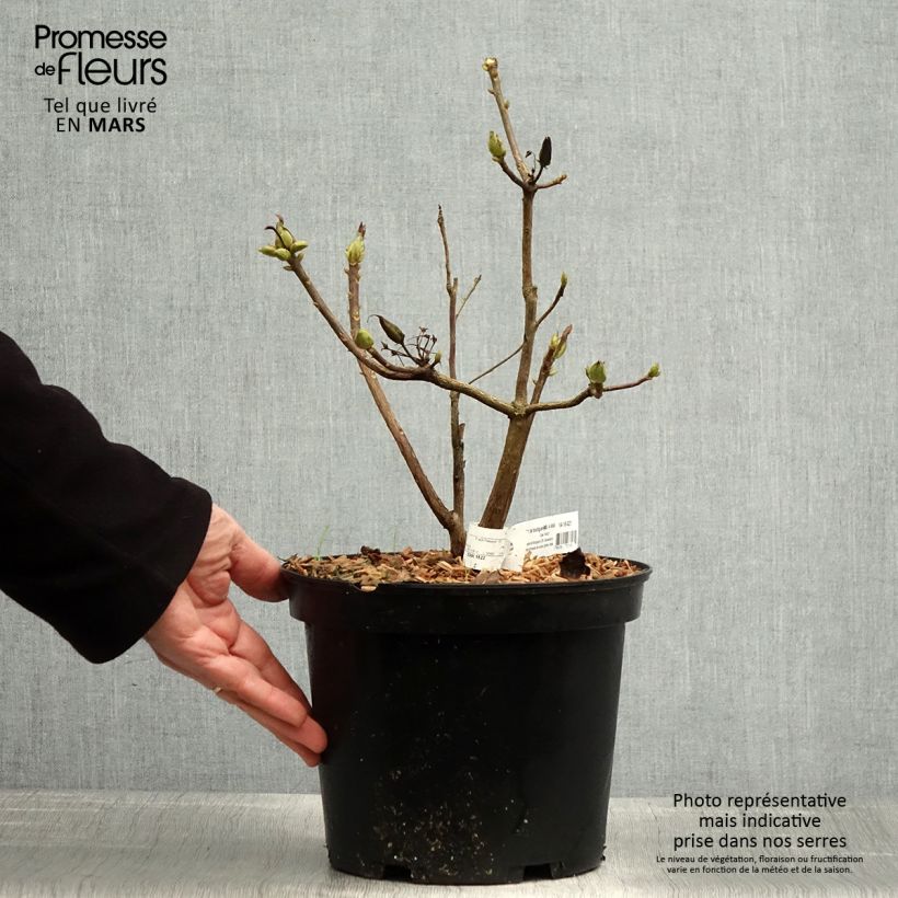 Amostra de Azálea Mollis Demoiselles de Boutiguery Nella Vaso de 4 L/5 L tal como entregue na primavera