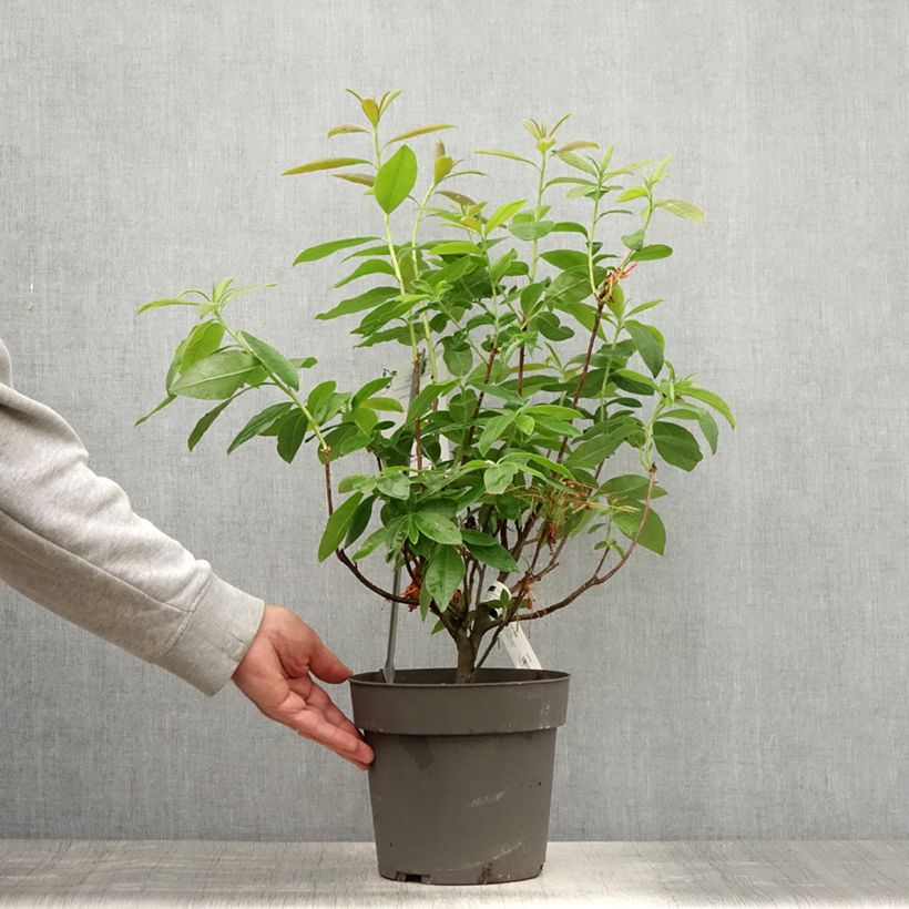 Amostra de Azálea Mollis Fire Ball Vaso de 4 L/5 L tal como entregue no verão