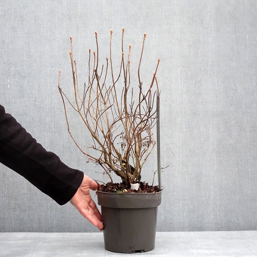 Amostra de Azalée de Chine Fraseri - Rhododendron  Vaso de 4 L/5 L tal como entregue no inverno