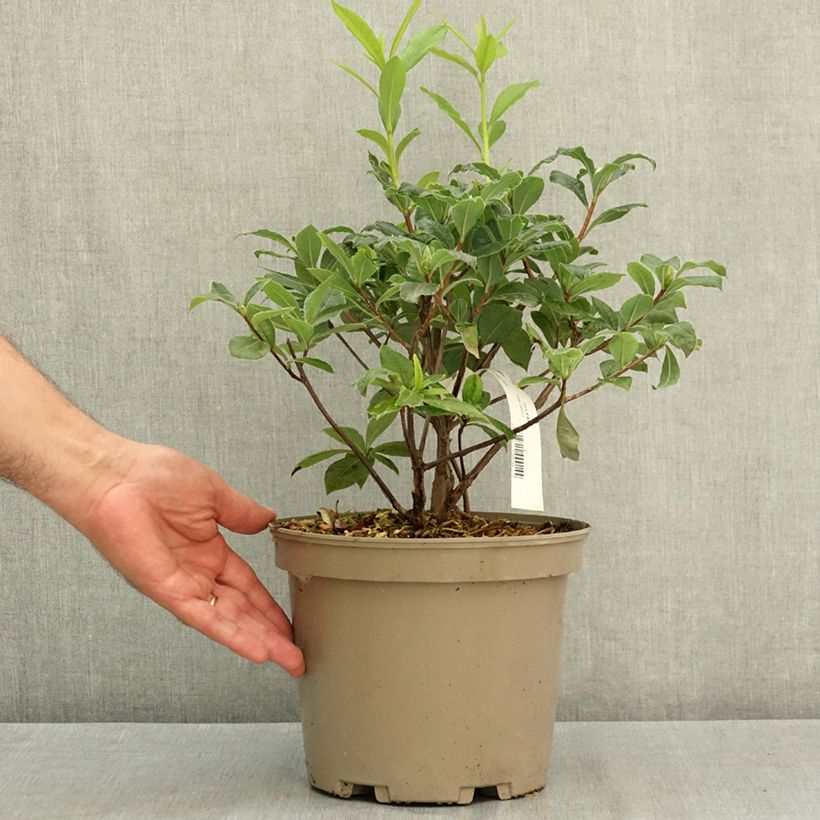 Amostra de Azálea Mollis Gibraltar Vaso de 4 L/5 L tal como entregue no verão