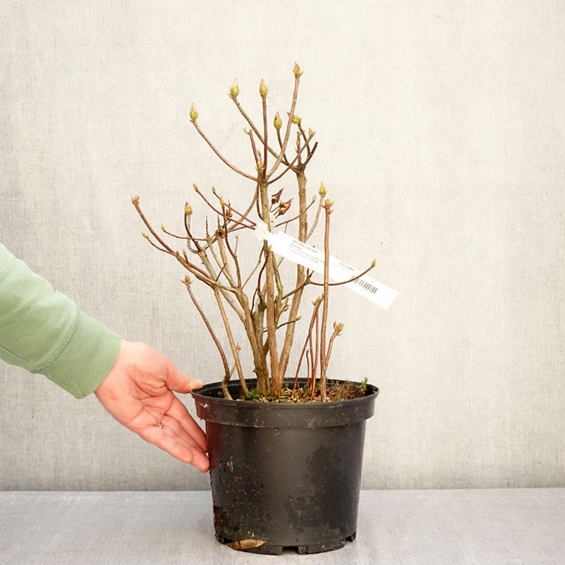 Amostra de Azálea Mollis Gibraltar Vaso de 4 L/5 L tal como entregue no inverno