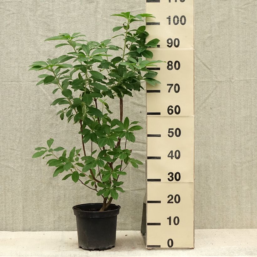 Amostra de Azálea Mollis Jolie Madame Vaso de 3 L/4 L tal como entregue no verão
