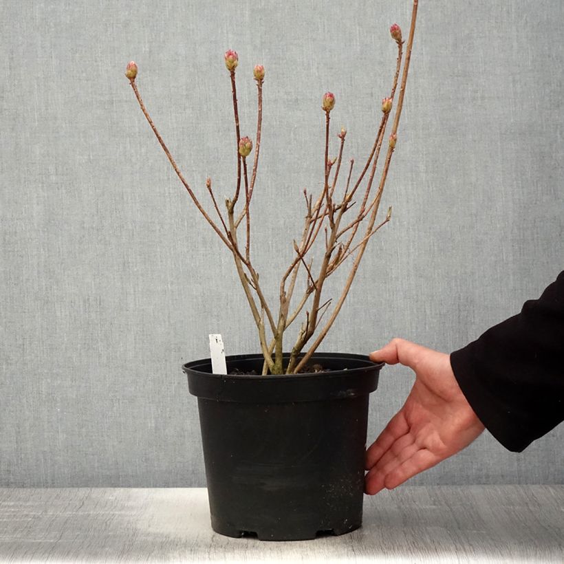 Amostra de Azálea Mollis Koster's Brilliant Red Vaso de 4 L/5 L tal como entregue na primavera