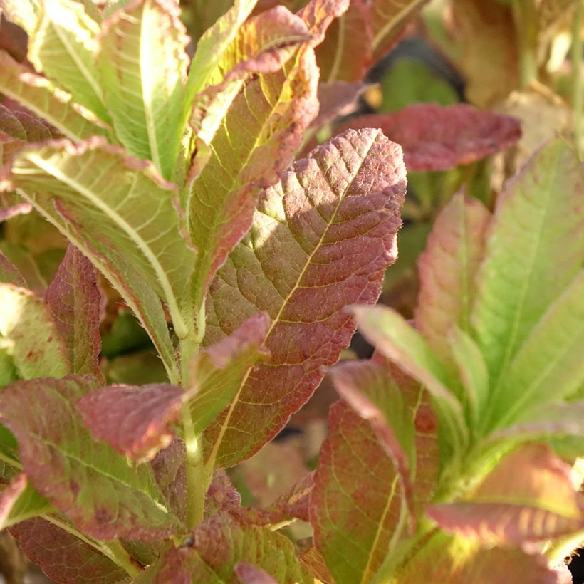 Azálea Mollis Koster's Brilliant Red (Folhagem)