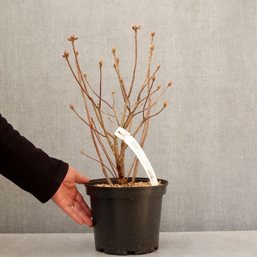 Amostra de Azálea Mollis Mary Poppins Vaso de 4 L/5 L tal como entregue na primavera