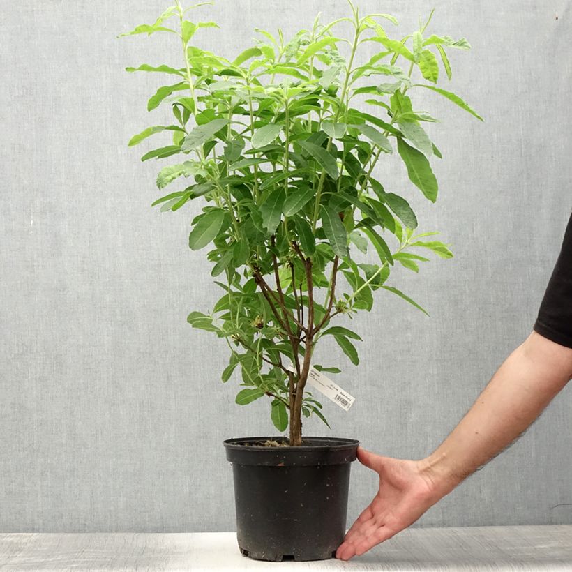 Amostra de Azálea Mollis Mount Rainier Vaso de 4 L/5 L tal como entregue no verão