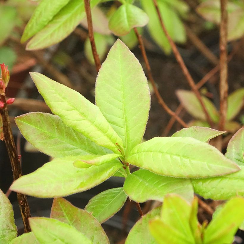 Azálea Mollis Nabucco (Folhagem)