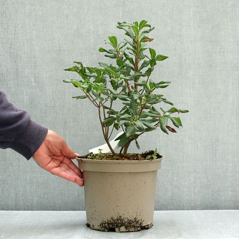 Amostra de Azálea Mollis Narcissiflora Vaso de 4 L/5 L tal como entregue no verão