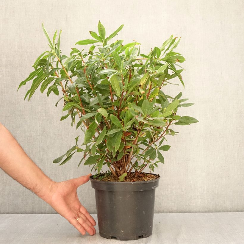 Amostra de Azálea Mollis Vaso de 4 L/5 L tal como entregue no verão