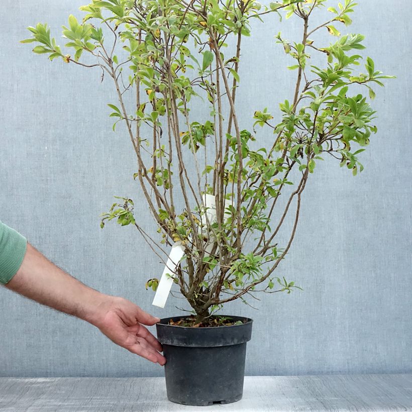 Amostra de Azálea Mollis Sommerduft Vaso de 4 L/5 L tal como entregue no verão