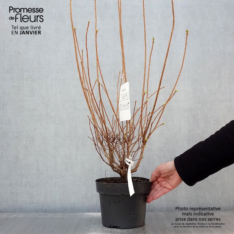 Amostra de Azalée de Chine Sommerduft - Rhododendron viscosum Vaso de 4 L/5 L tal como entregue no inverno