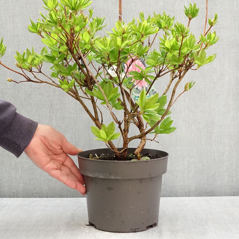 Amostra de Azálea Mollis Rosata Vaso de 4 L/5 L tal como entregue na primavera