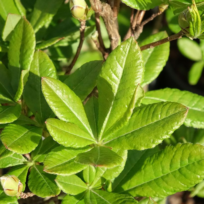 Azálea Mollis Rosata (Folhagem)