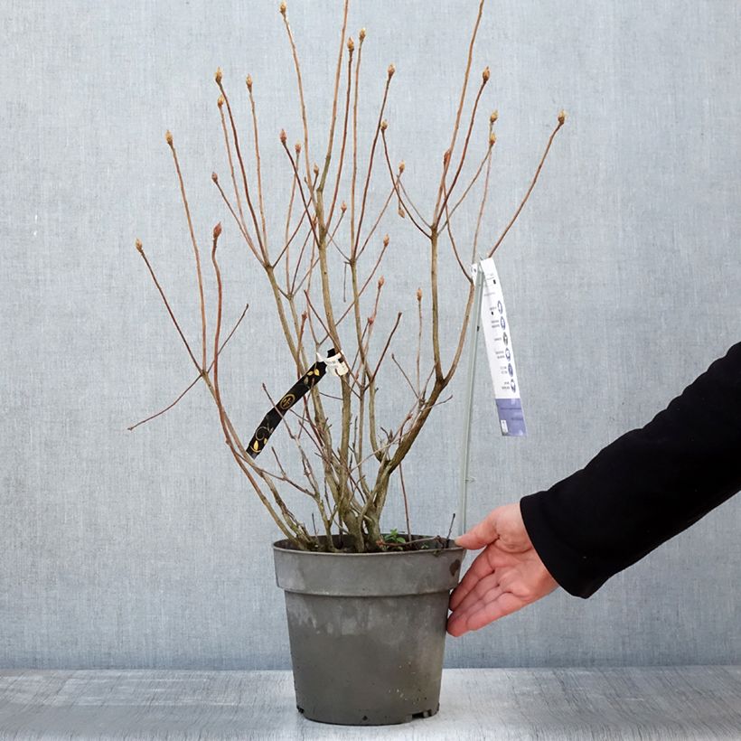 Amostra de Azálea Mollis Soir de Paris Vaso de 4 L/5 L tal como entregue no inverno