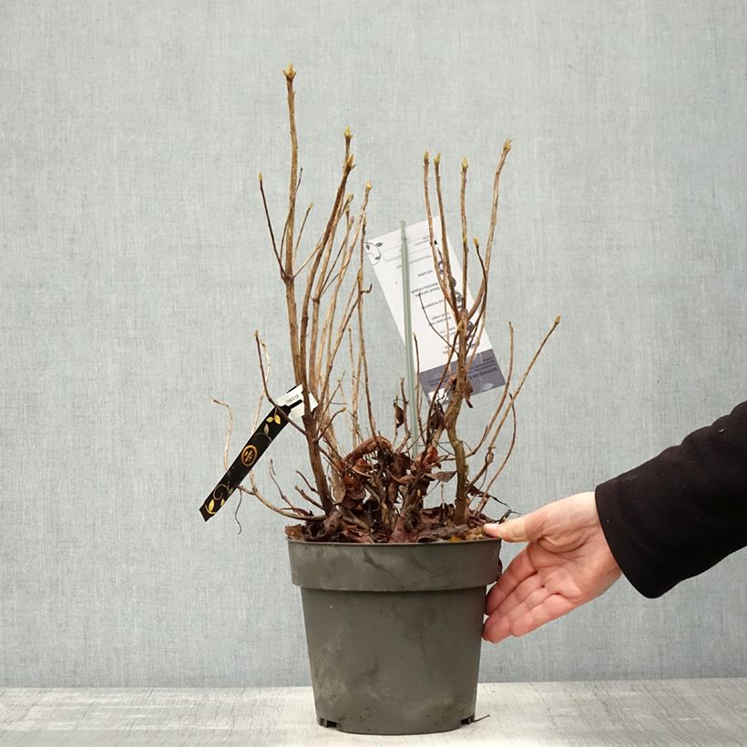 Amostra de Rhododendron austrinum Vaso de 4 L/5 L tal como entregue no outono