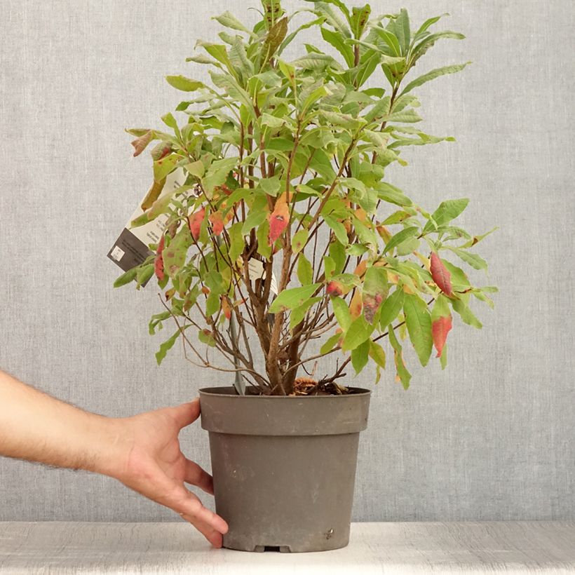 Amostra de Rhododendron austrinum Vaso de 4 L/5 L tal como entregue no verão