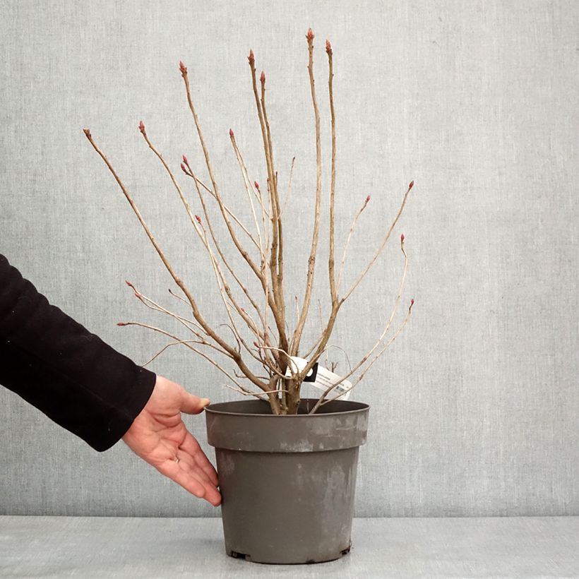 Amostra de Rhododendron austrinum Vaso de 4 L/5 L tal como entregue no inverno