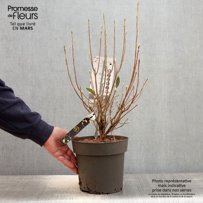 Amostra de Rhododendron austrinum Vaso de 4 L/5 L tal como entregue na primavera