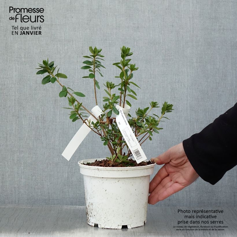 Amostra de Azalée du Japon Adonis - Rhododendron hybride. Vaso de 2 L/3 L tal como entregue no inverno