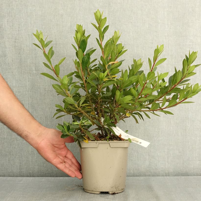 Amostra de Azálea Japonesa Beethoven Vaso de 3 L/4 L tal como entregue no verão