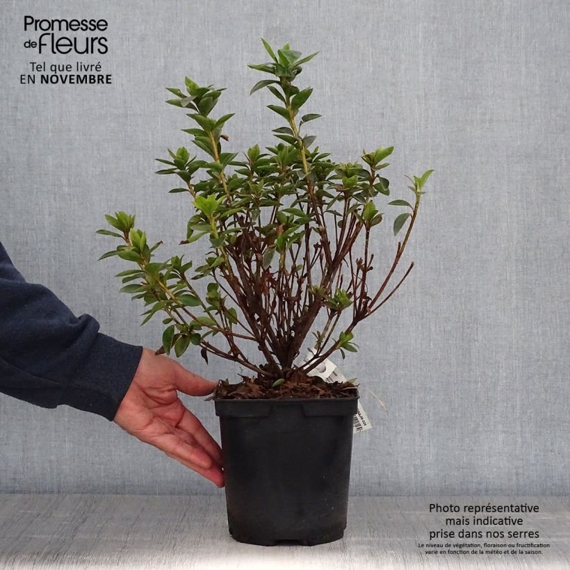 Amostra de Azalée du Japon Elsie Lee - Rhododendron hybride Pot de 2L/3L tal como entregue no outono