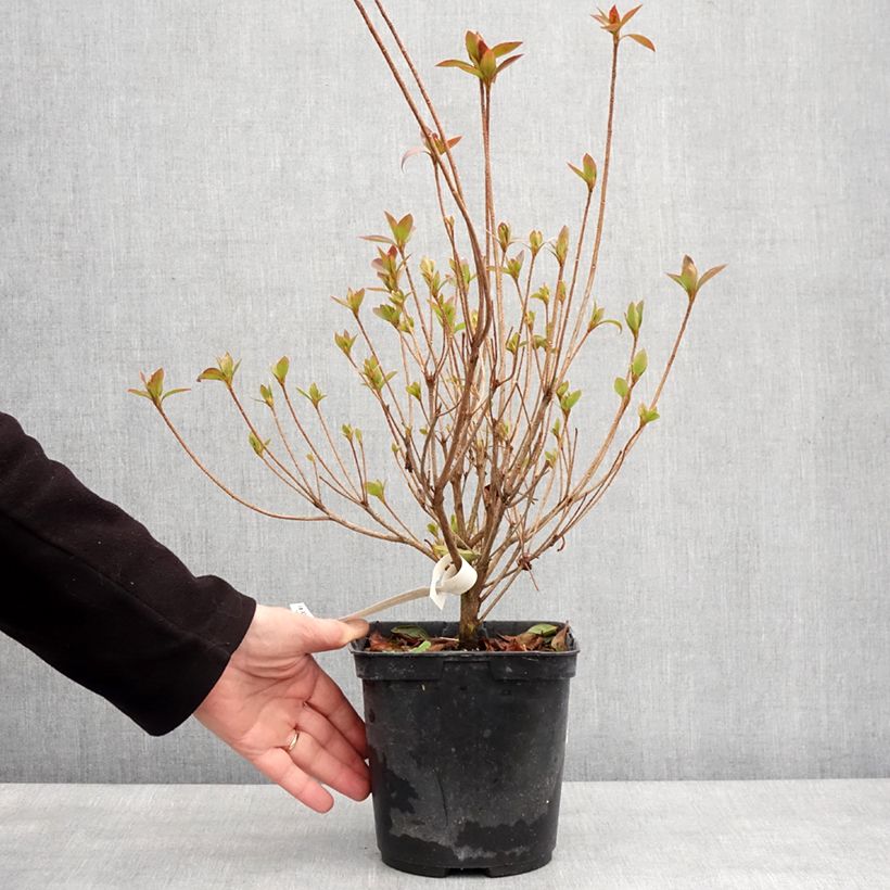 Amostra de Azálea Japonesa Elsie Lee Vaso de 2 L/3 L tal como entregue no inverno