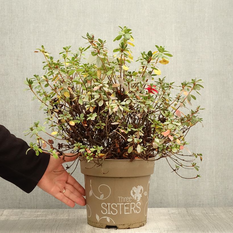 Amostra de Azálea Japonesa Fairy Dreams Three Sisters Vaso de 6 L/7 L tal como entregue no outono