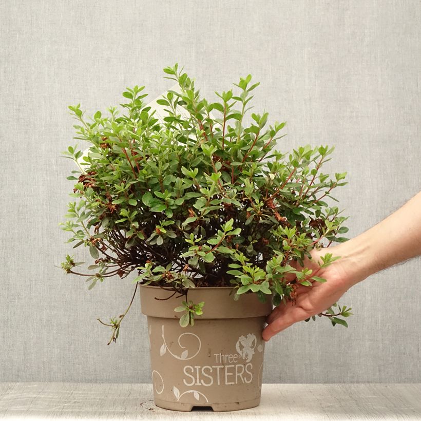 Amostra de Azálea Japonesa Fairy Dreams Three Sisters Vaso de 6 L/7 L tal como entregue no verão