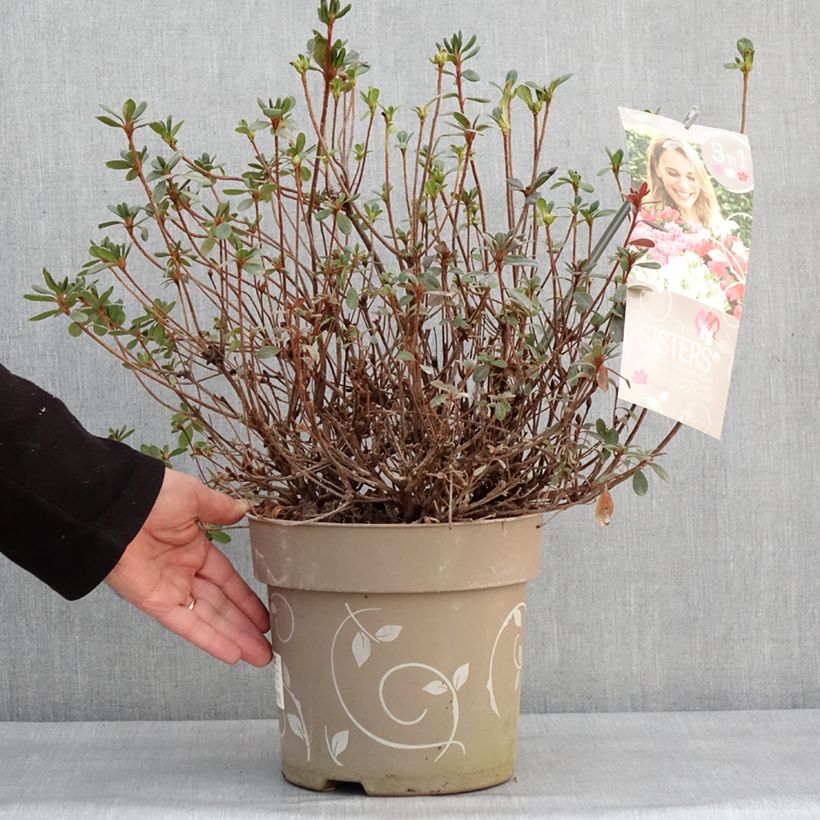 Amostra de Azalée du Japon Fairy Dreams Three Sisters - Rhododendron hybride Vaso de 6 L/7 L tal como entregue no inverno