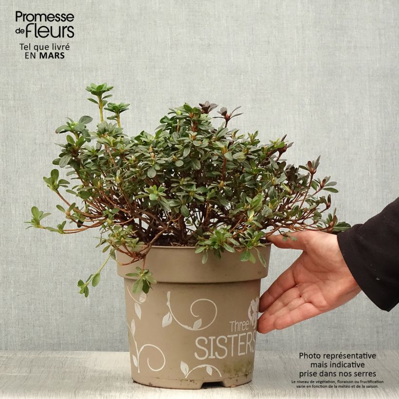 Amostra de Azálea Japonesa Fairy Dreams Three Sisters Vaso de 6 L/7 L tal como entregue na primavera