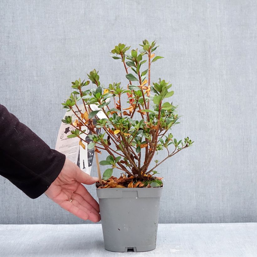 Amostra de Azalée du Japon Flash Dance Pink – Rhododendron hybride Pot de 2L/3L tal como entregue no inverno