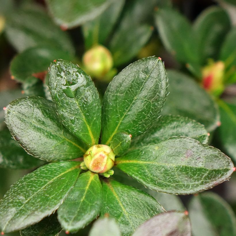 Azálea Japonesa Flash Dance Salmon (Folhagem)