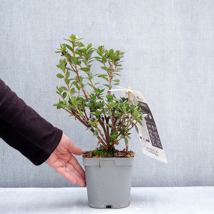 Amostra de Azalée du Japon Flash Dance Salmon - Rhododendron hybride Pot de 2L/3L tal como entregue no inverno