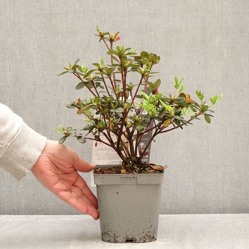 Amostra de Azálea Japonesa Flash Dance Salmon Vaso de 2 L/3 L tal como entregue na primavera